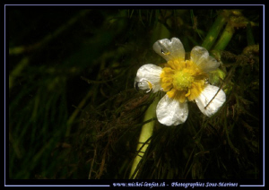 An under fresh water flower, taken in a small river not f... by Michel Lonfat 